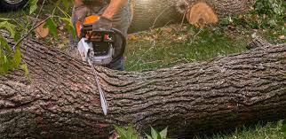 Best Emergency Tree Removal  in Southaven, MS