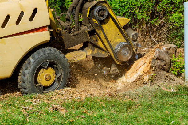 Southaven, MS Tree Removal Company